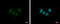 Zinc Finger Protein 554 antibody, GTX117289, GeneTex, Immunofluorescence image 