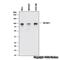 Tax1 Binding Protein 1 antibody, NBP1-86662, Novus Biologicals, Western Blot image 