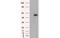 Thromboxane A Synthase 1 antibody, MBS837843, MyBioSource, Western Blot image 