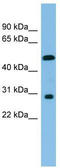 Homeobox C8 antibody, TA345365, Origene, Western Blot image 