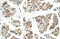Fukutin antibody, 31-376, ProSci, Immunohistochemistry frozen image 