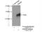 Phosphodiesterase 6H antibody, 18151-1-AP, Proteintech Group, Western Blot image 