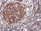 Tripartite Motif Containing 25 antibody, NBP1-32050, Novus Biologicals, Immunohistochemistry frozen image 