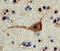 Protein Tyrosine Kinase 2 antibody, AF4467, R&D Systems, Immunohistochemistry frozen image 