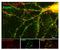 Syntaxin Binding Protein 1 antibody, NB300-742, Novus Biologicals, Immunohistochemistry frozen image 