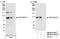 PBX Homeobox Interacting Protein 1 antibody, NB100-81652, Novus Biologicals, Western Blot image 