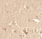 Cyclin T1 antibody, PA5-34507, Invitrogen Antibodies, Immunohistochemistry frozen image 