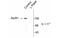 Glutamate Ionotropic Receptor AMPA Type Subunit 1 antibody, MBS835105, MyBioSource, Western Blot image 