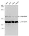 Adenosine Deaminase RNA Specific antibody, GTX101602, GeneTex, Western Blot image 