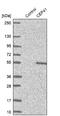 Centrosomal Protein 41 antibody, NBP1-92538, Novus Biologicals, Western Blot image 