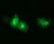 Synaptotagmin 4 antibody, MA5-26216, Invitrogen Antibodies, Immunocytochemistry image 
