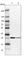 Enoyl-CoA hydratase, mitochondrial antibody, HPA021995, Atlas Antibodies, Western Blot image 