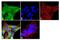 JAM-2 antibody, 40-9000, Invitrogen Antibodies, Immunofluorescence image 