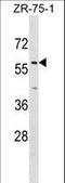 Zinc Finger Protein 10 antibody, LS-C157414, Lifespan Biosciences, Western Blot image 