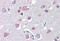 Fasciculation And Elongation Protein Zeta 1 antibody, MBS242651, MyBioSource, Immunohistochemistry frozen image 