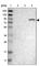 Engulfment And Cell Motility 2 antibody, HPA018811, Atlas Antibodies, Western Blot image 