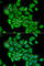 DNA Fragmentation Factor Subunit Alpha antibody, A1032, ABclonal Technology, Immunofluorescence image 