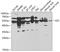 Glutathione Synthetase antibody, GTX55641, GeneTex, Western Blot image 