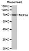 Myocyte Enhancer Factor 2A antibody, STJ29820, St John