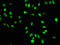 Histone Cluster 4 H4 antibody, CSB-RA010429A16me1HU, Cusabio, Immunofluorescence image 