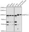 EEF1A Lysine And N-Terminal Methyltransferase antibody, A13818, Boster Biological Technology, Western Blot image 