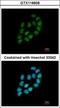 Ribosomal Oxygenase 2 antibody, GTX118608, GeneTex, Immunofluorescence image 