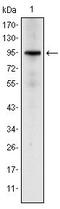 Nuclear Receptor Subfamily 3 Group C Member 1 antibody, LS-C171535, Lifespan Biosciences, Western Blot image 