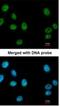 RuvB Like AAA ATPase 2 antibody, NBP1-33599, Novus Biologicals, Immunofluorescence image 