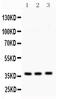 Syntaxin 1A antibody, PB9408, Boster Biological Technology, Western Blot image 