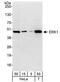 MNK1 antibody, A302-060A, Bethyl Labs, Western Blot image 