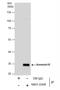 Annexin A4 antibody, NBP2-15409, Novus Biologicals, Immunoprecipitation image 