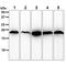 Superoxide Dismutase 1 antibody, GTX57658, GeneTex, Western Blot image 
