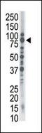 SMAD Specific E3 Ubiquitin Protein Ligase 1 antibody, PA5-11944, Invitrogen Antibodies, Western Blot image 