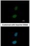 Zinc Finger Protein 133 antibody, PA5-30212, Invitrogen Antibodies, Immunofluorescence image 