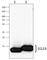 C-C Motif Chemokine Ligand 23 antibody, 684002, BioLegend, Western Blot image 