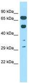 Coilin antibody, TA335549, Origene, Western Blot image 