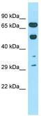 Coilin antibody, TA335549, Origene, Western Blot image 