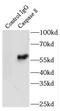 Caspase 8 antibody, FNab01294, FineTest, Immunoprecipitation image 