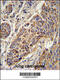 Cytochrome C1 antibody, 61-888, ProSci, Immunohistochemistry frozen image 