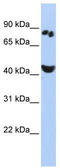 POU Class 6 Homeobox 2 antibody, TA343668, Origene, Western Blot image 