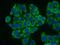 60S ribosomal protein L23a antibody, 16386-1-AP, Proteintech Group, Immunofluorescence image 