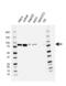 Minichromosome Maintenance Complex Component 7 antibody, VMA00544, Bio-Rad (formerly AbD Serotec) , Western Blot image 