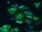Matrix Metallopeptidase 3 antibody, 17873-1-AP, Proteintech Group, Immunofluorescence image 