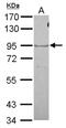 Oxidation Resistance 1 antibody, NBP2-19646, Novus Biologicals, Western Blot image 
