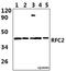 Replication Factor C Subunit 2 antibody, A07724T165, Boster Biological Technology, Western Blot image 
