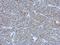 Beta-2-Microglobulin antibody, NBP2-15566, Novus Biologicals, Immunohistochemistry frozen image 