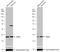 G Protein Subunit Alpha Z antibody, NBP2-16561, Novus Biologicals, Western Blot image 