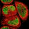 ELM2 And Myb/SANT Domain Containing 1 antibody, PA5-51825, Invitrogen Antibodies, Immunofluorescence image 