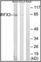 Regulatory Factor X3 antibody, orb96061, Biorbyt, Western Blot image 