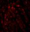 Acyl-CoA Thioesterase 13 antibody, A07288-1, Boster Biological Technology, Immunofluorescence image 